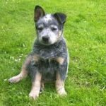 chien